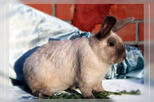порода кроликов сиамский
